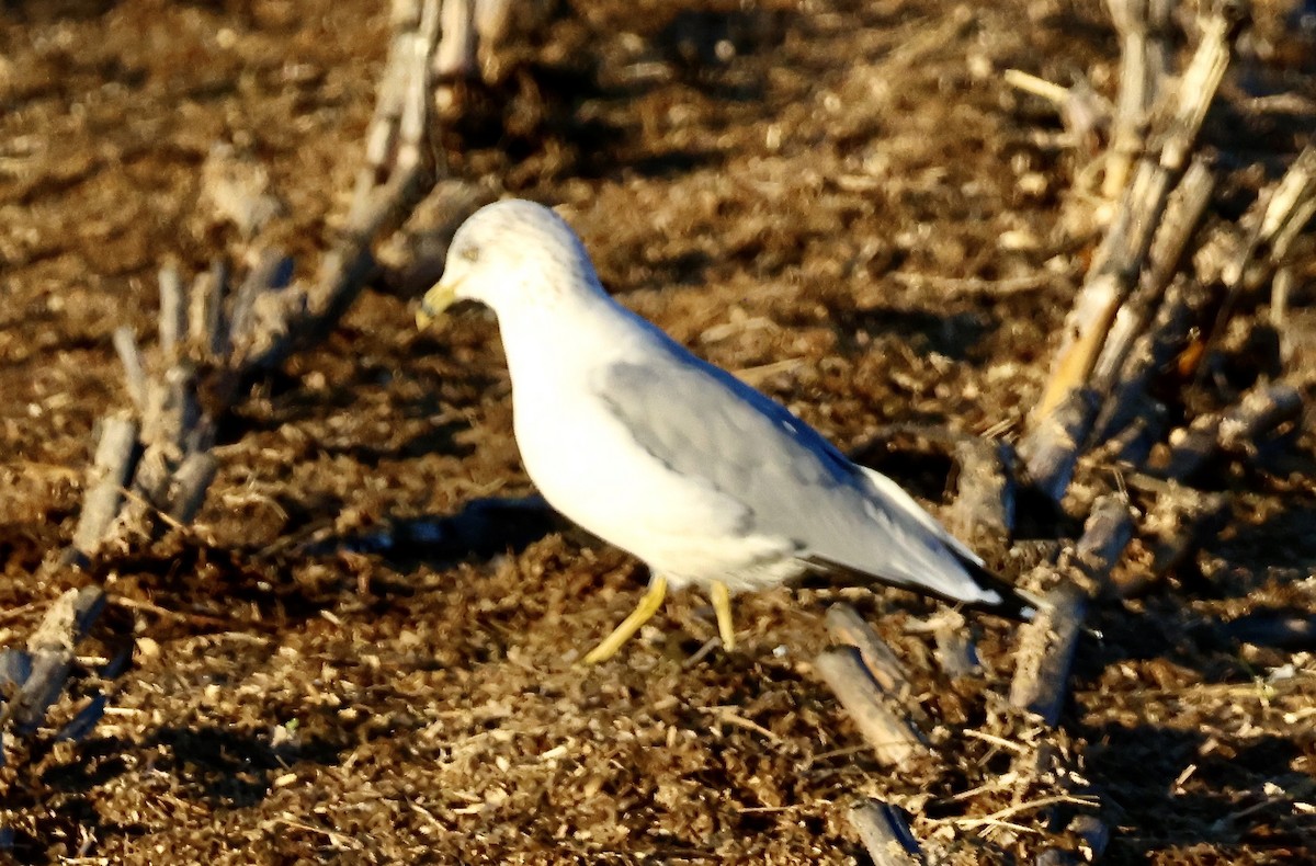 Ring-billed Gull - Perry  Edwards