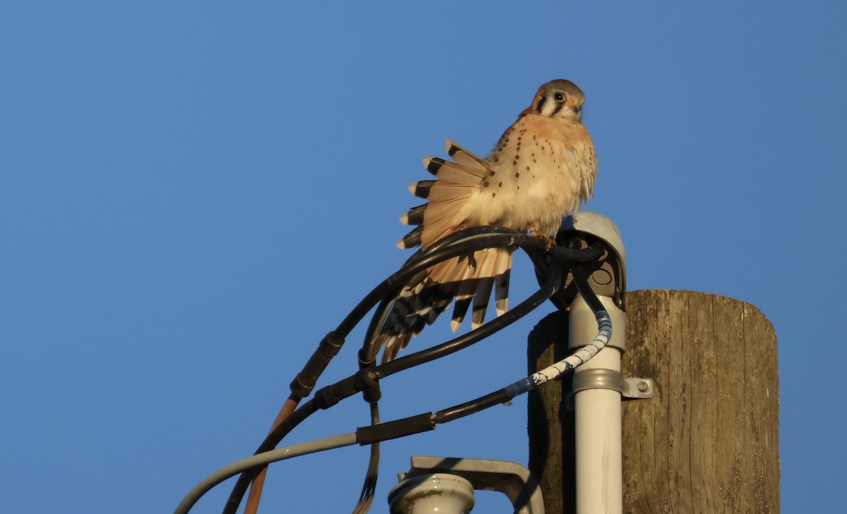 American Kestrel - Perry  Edwards