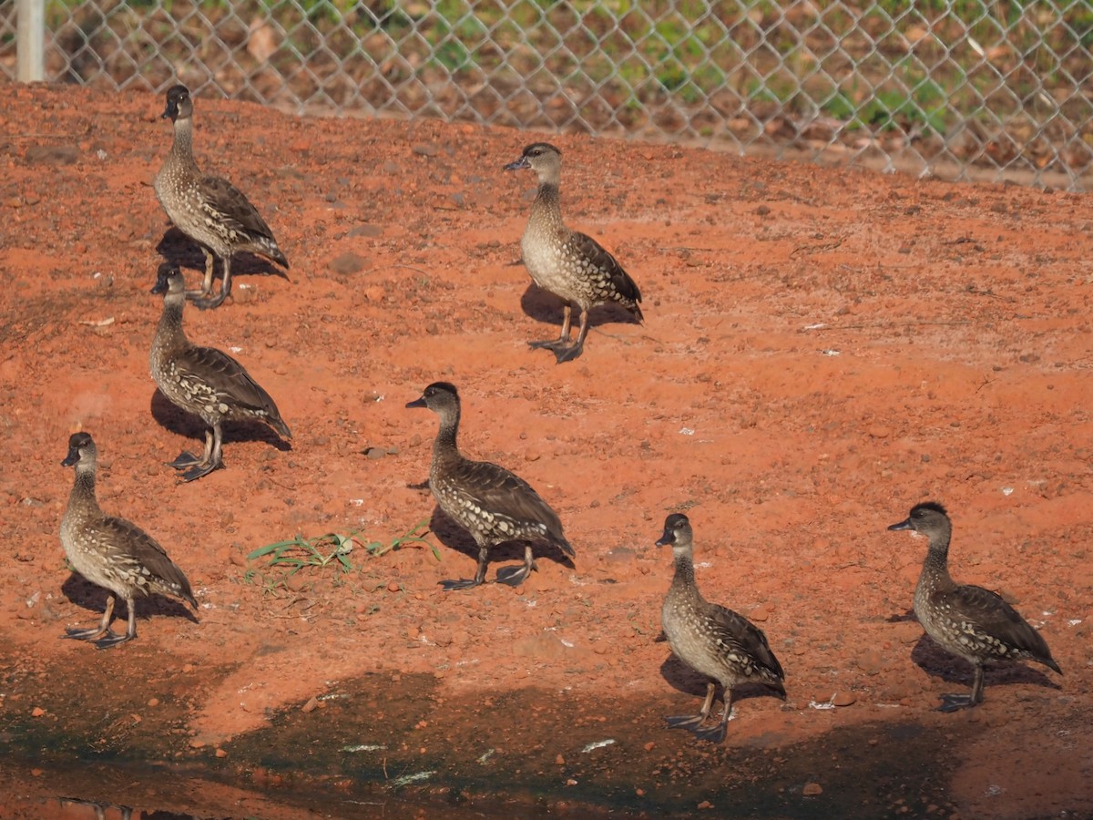 Spotted Whistling-Duck - Magen Pettit