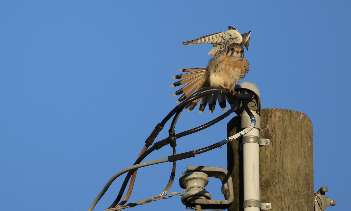 American Kestrel - Perry  Edwards