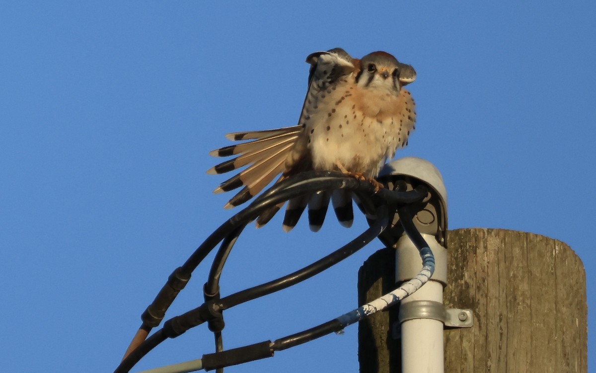 American Kestrel - ML611492877