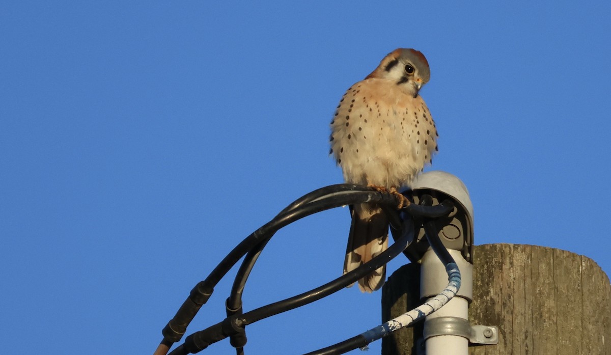 American Kestrel - ML611492878