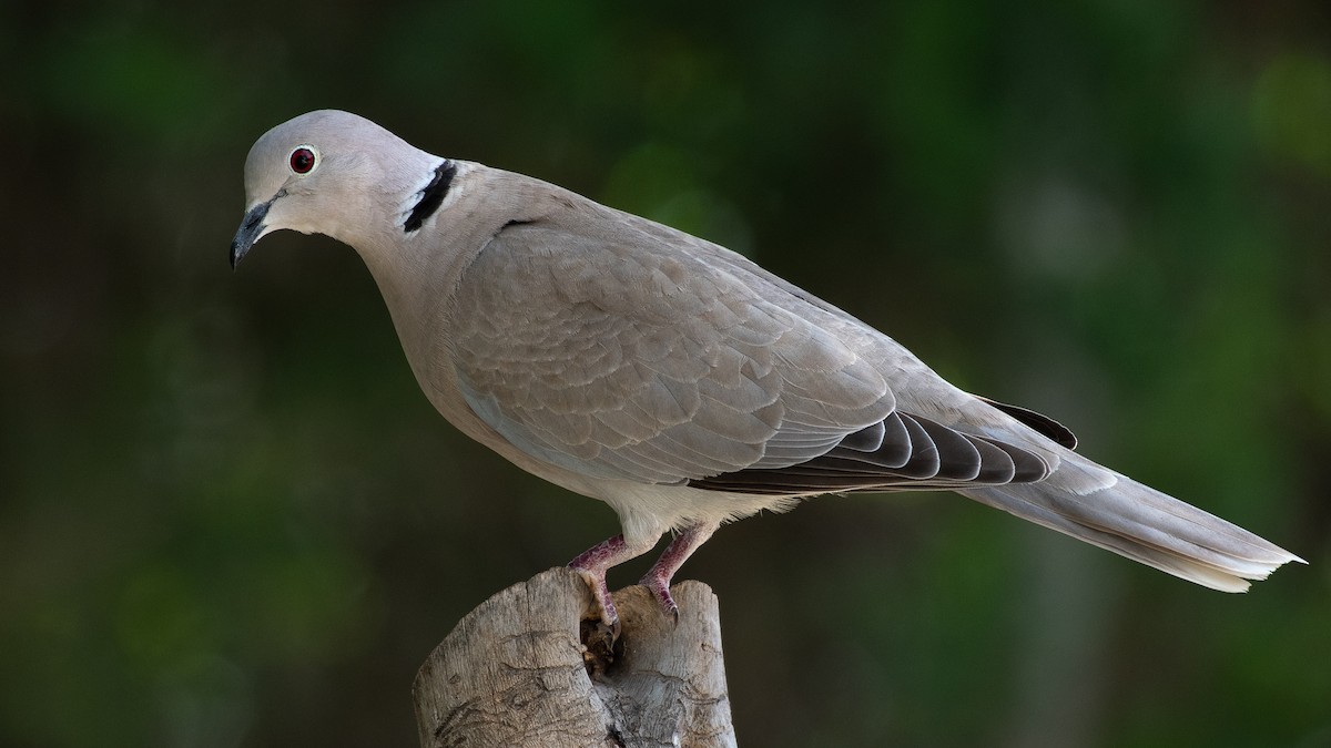 Eurasian Collared-Dove - ML611492920