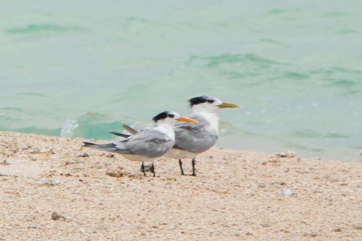 Lesser Crested Tern - ML611493050