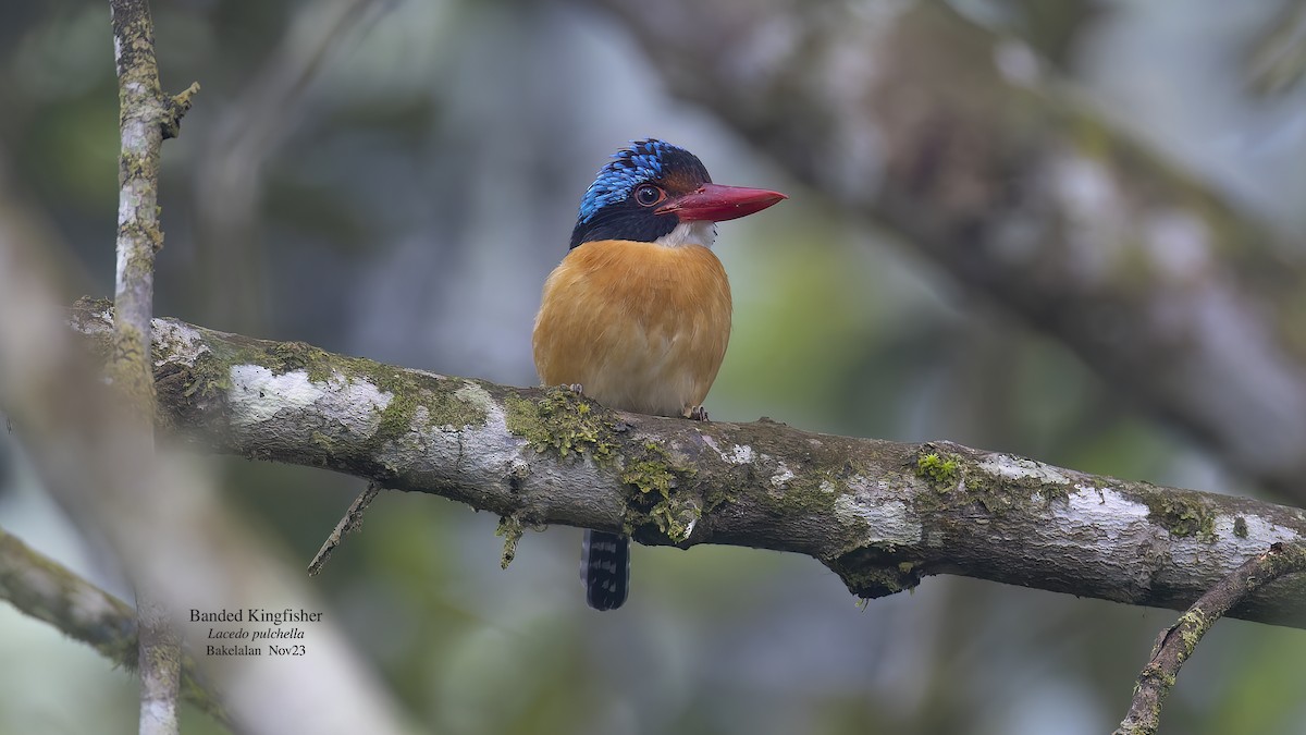 Banded Kingfisher (Black-faced) - ML611493109