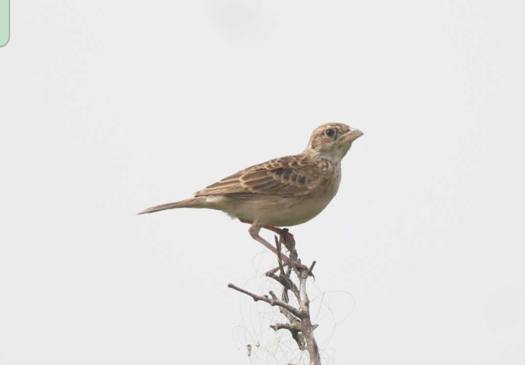 Singing Bushlark - Elavarasan M