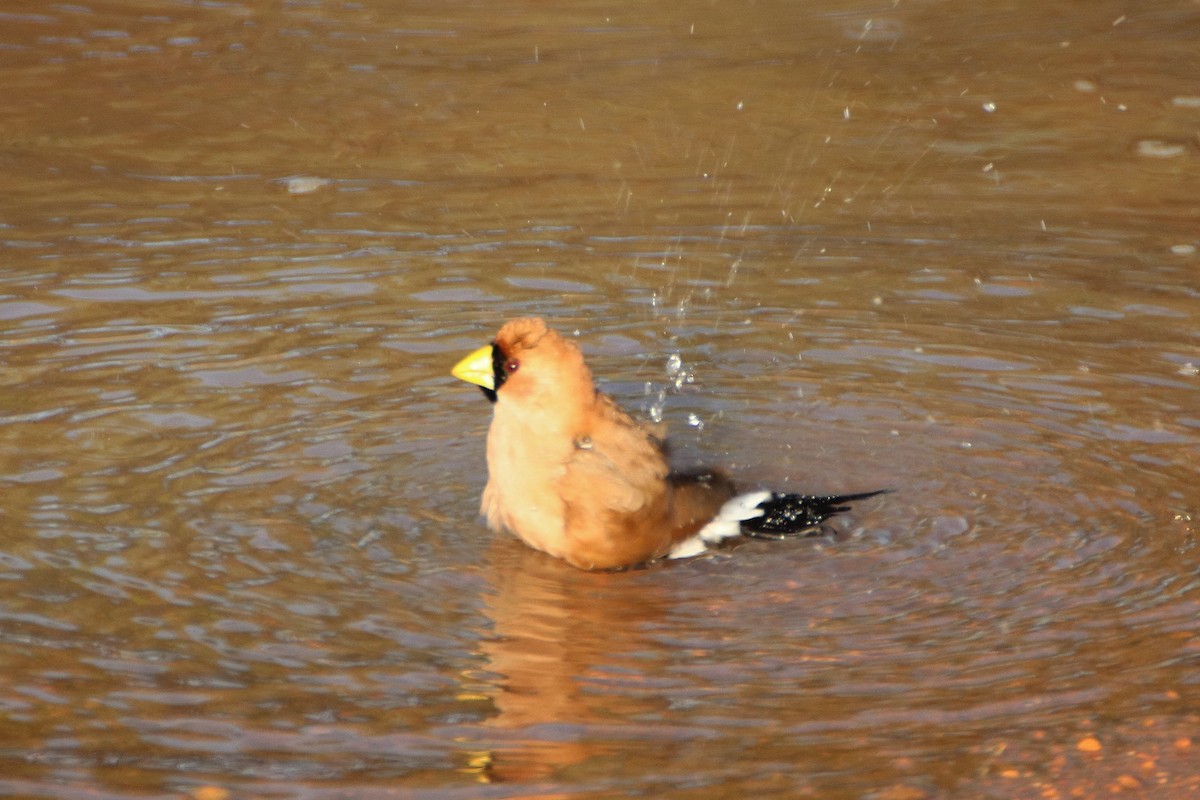 Masked Finch (Masked) - ML611493226