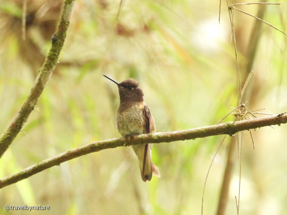 Buff-tailed Coronet - ML611493359