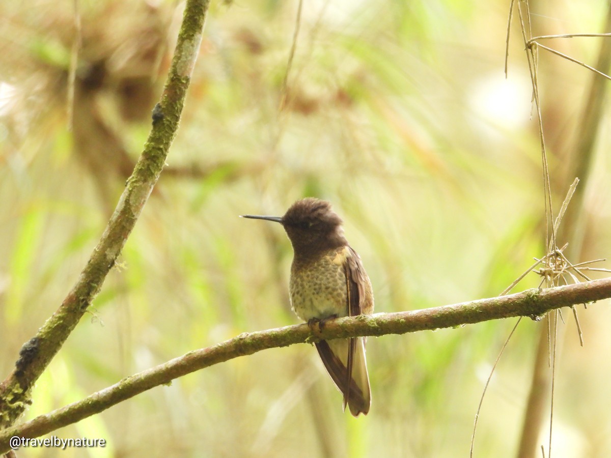 Colibrí Colihabano - ML611493362