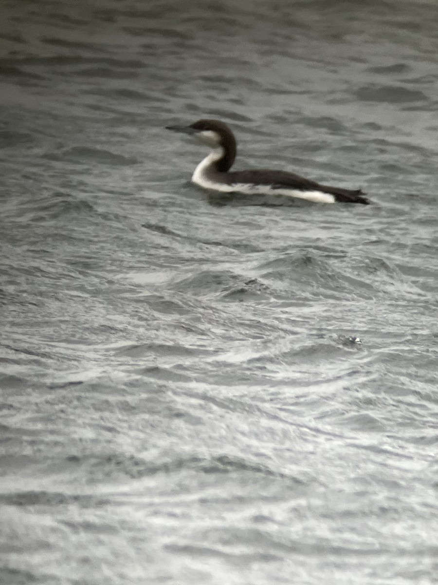 Arctic Loon - ML611493366