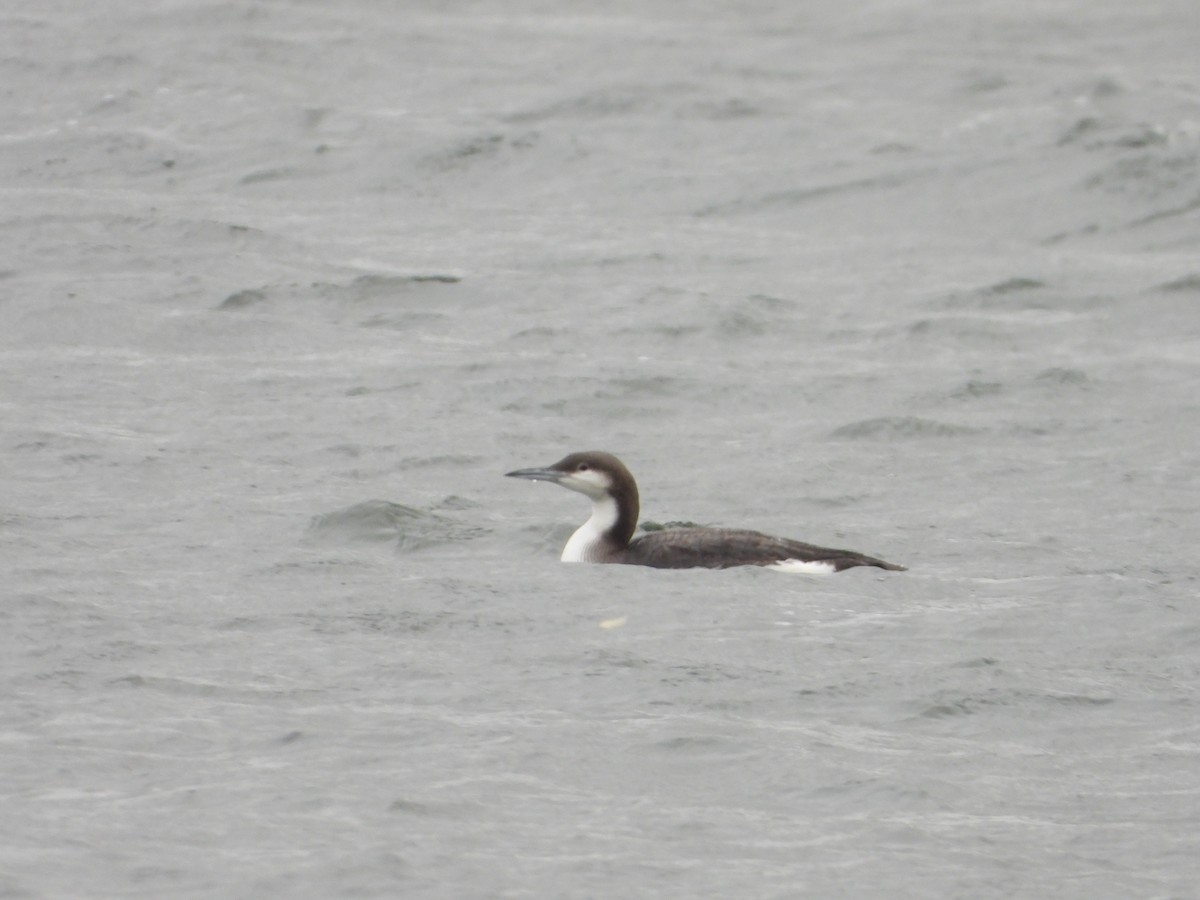 Arctic Loon - ML611493367