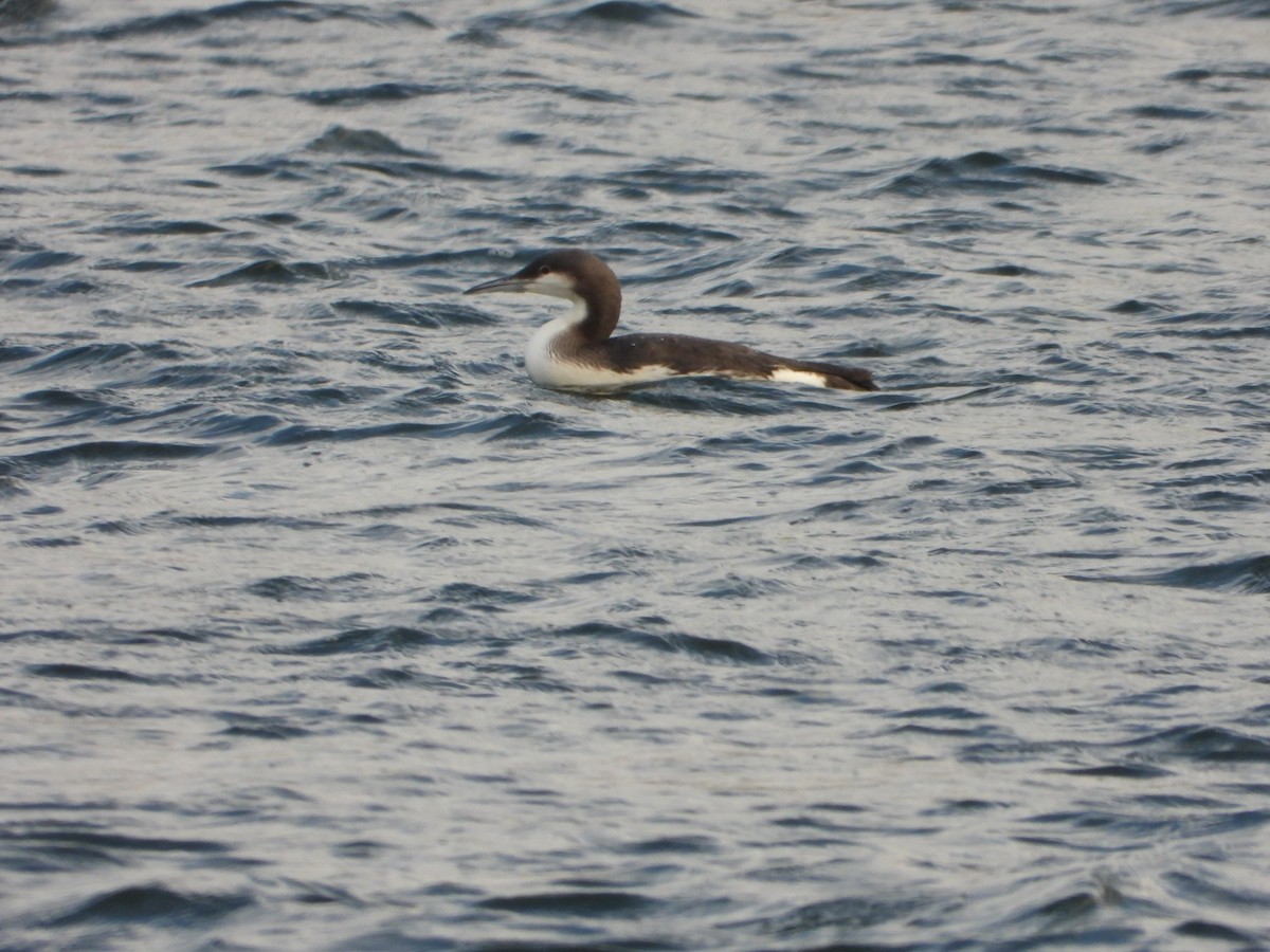 Arctic Loon - ML611493369
