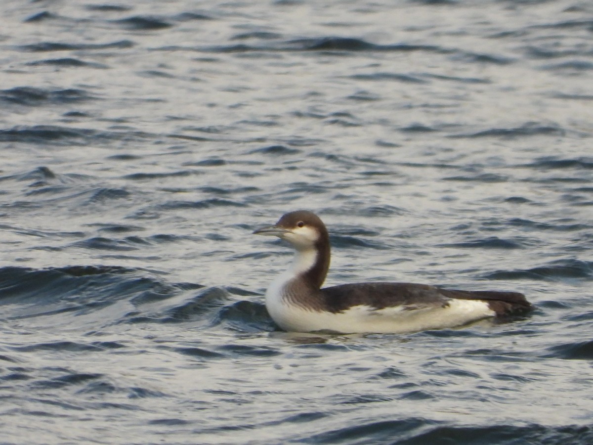 Arctic Loon - ML611493370