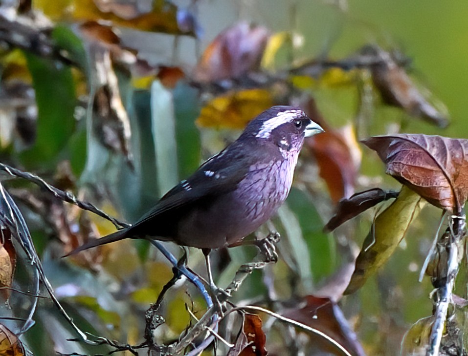 Roselin à ailes tachetées - ML611493373