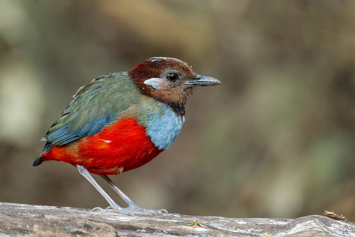 South Moluccan Pitta - Boas Emmanuel