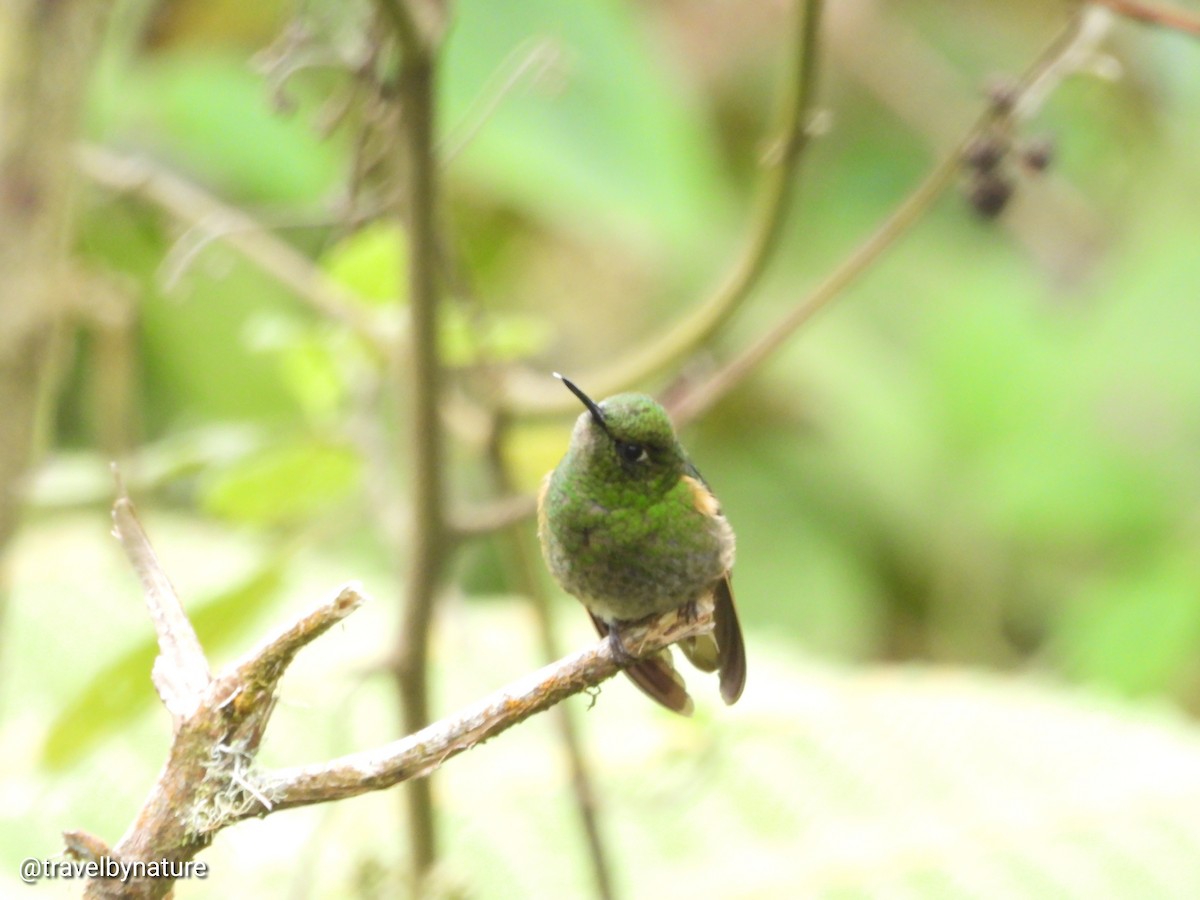 Buff-tailed Coronet - Juan Vargas