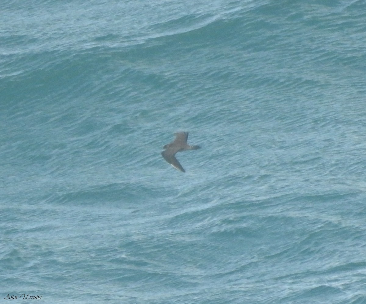 Long-tailed Jaeger - ML611493434