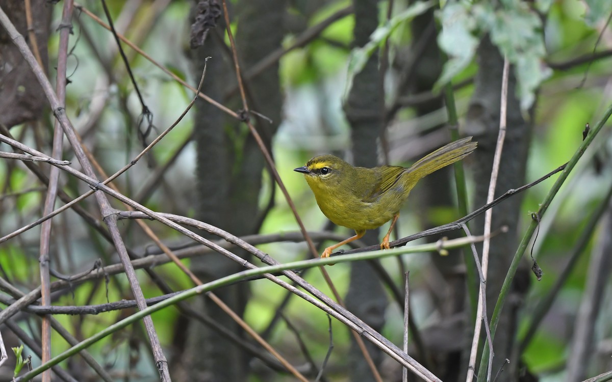 Pale-legged Warbler - ML611493483