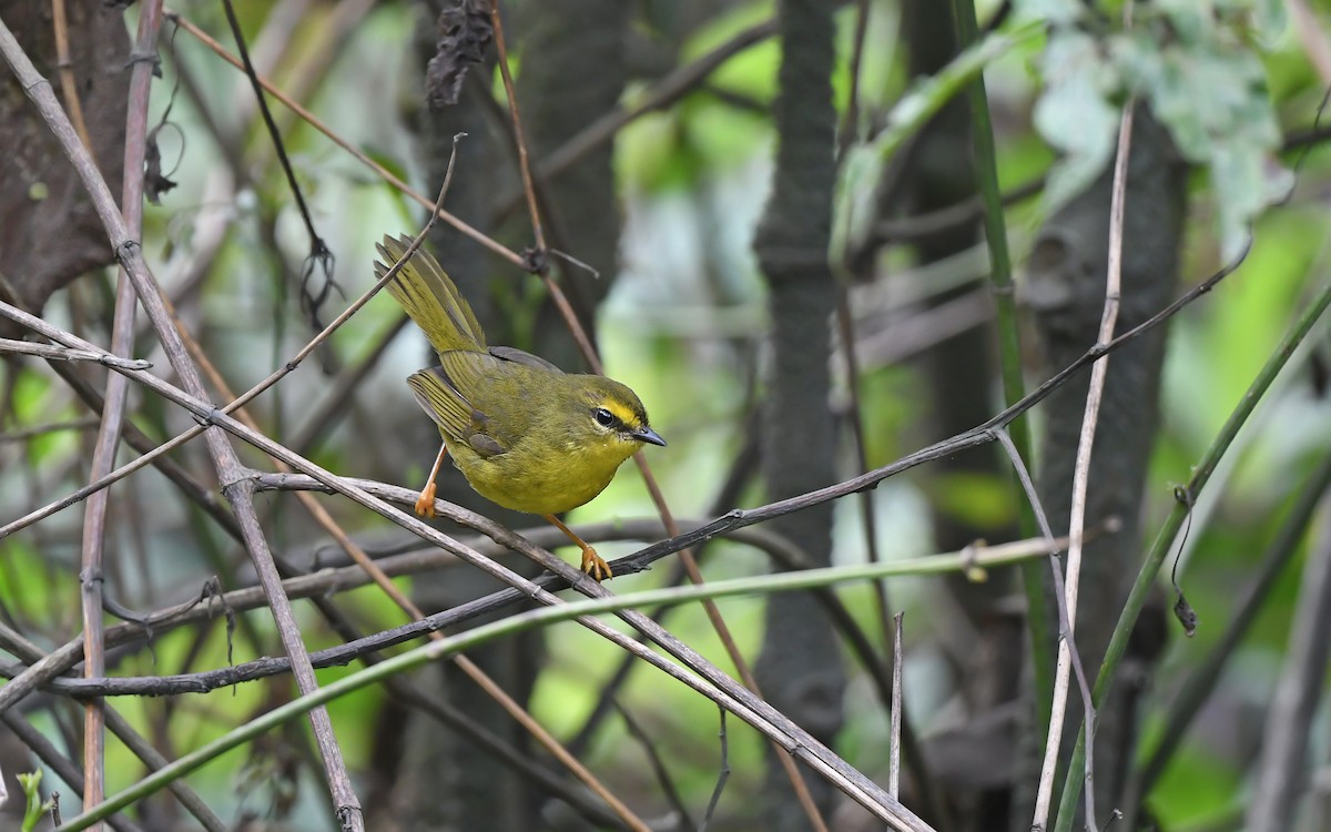 Pale-legged Warbler - ML611493484