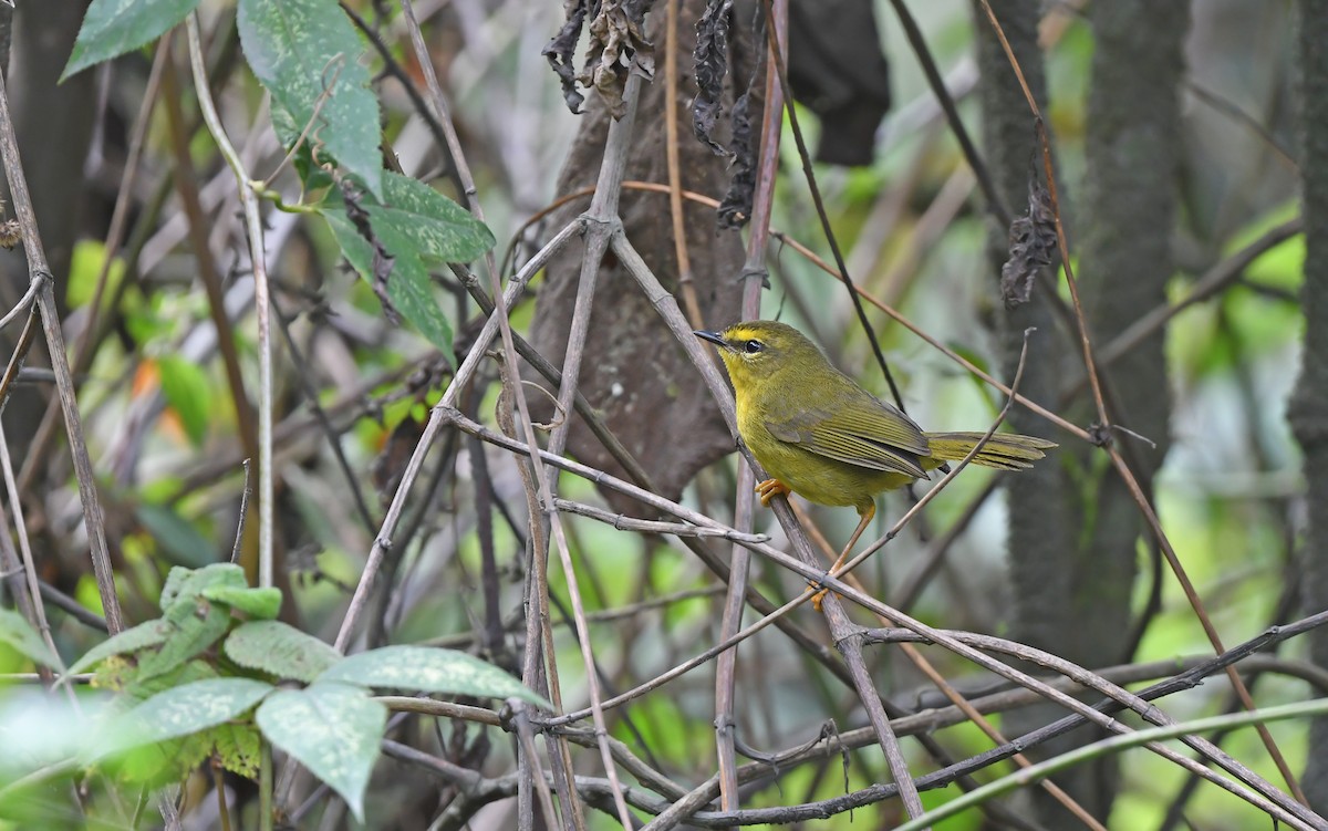 Pale-legged Warbler - ML611493485