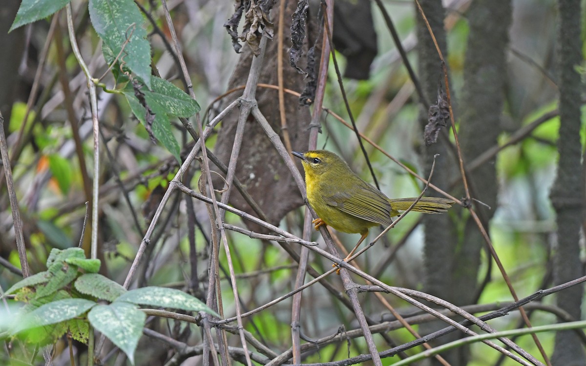 Pale-legged Warbler - ML611493486