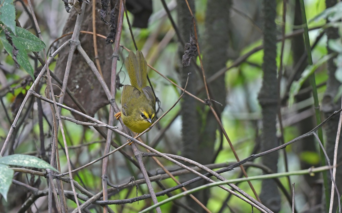 Pale-legged Warbler - ML611493487