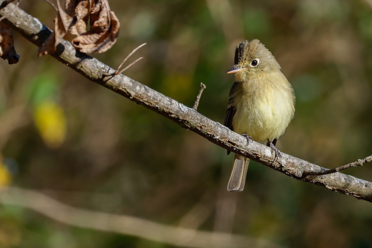 Western Flycatcher (Pacific-slope) - ML611493522
