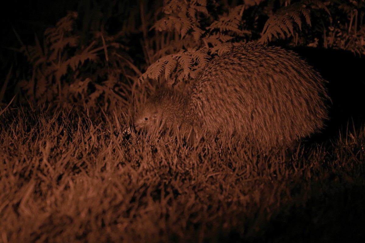 Southern Brown Kiwi (Stewart I.) - ML611493561