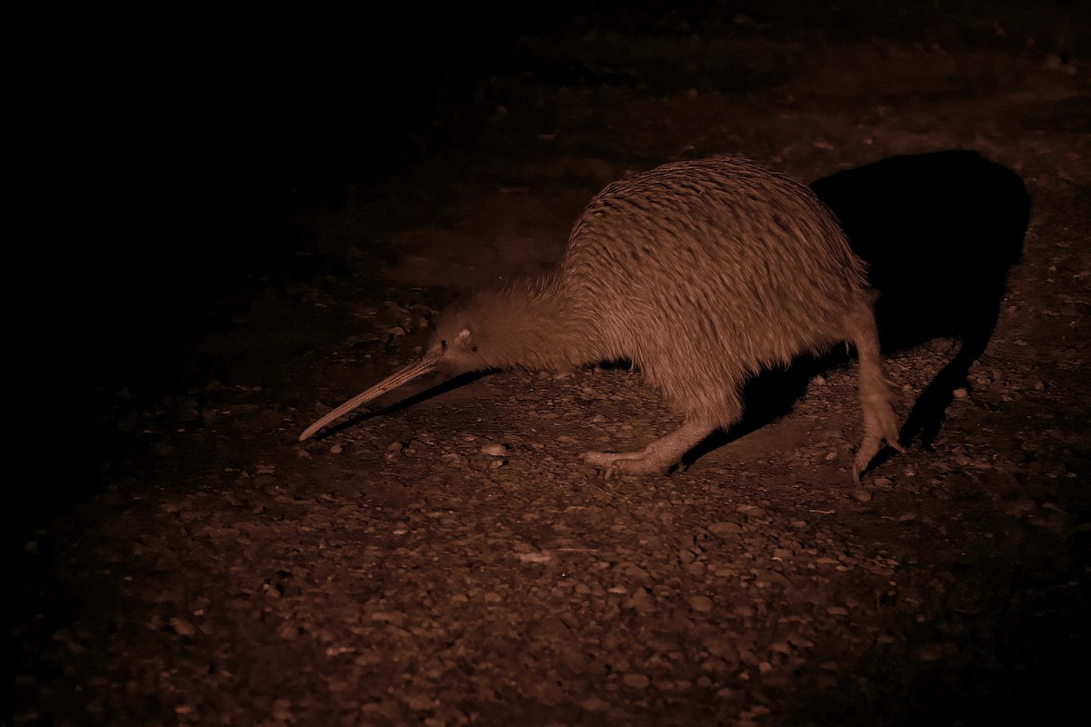 Southern Brown Kiwi (Stewart I.) - ML611493562