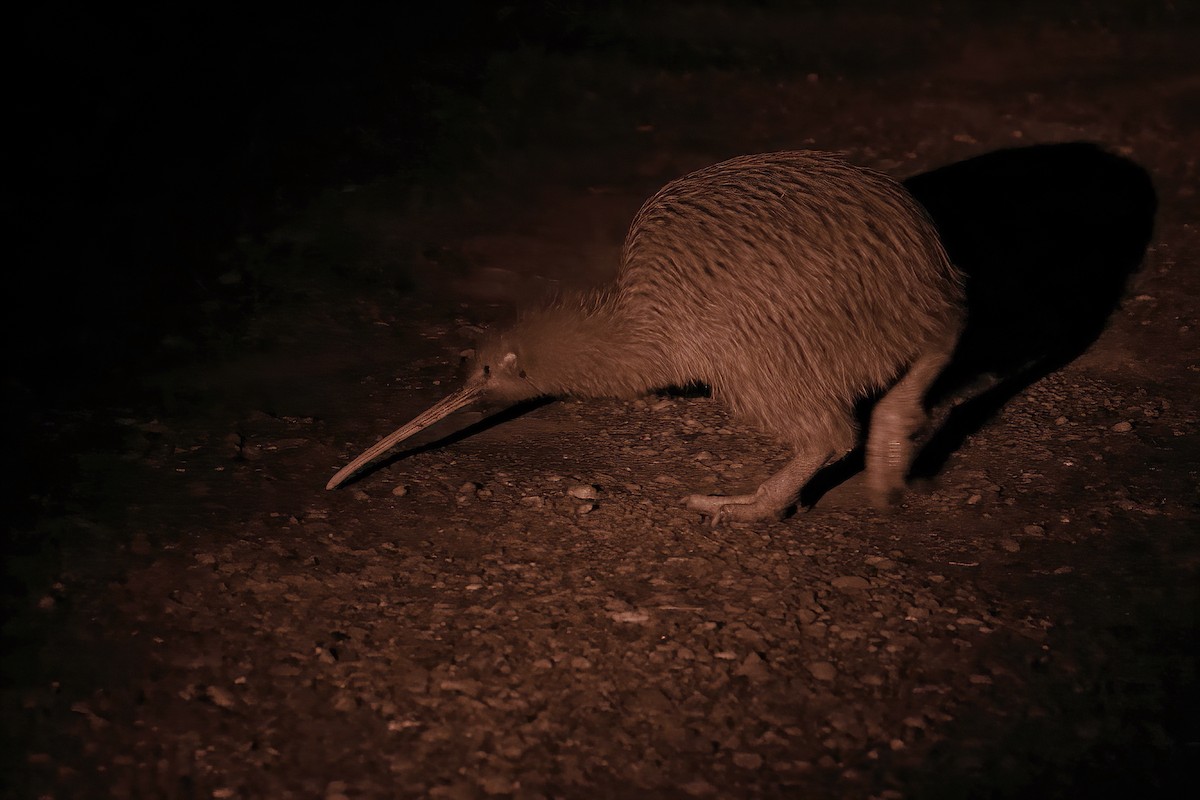 Southern Brown Kiwi (Stewart I.) - ML611493563