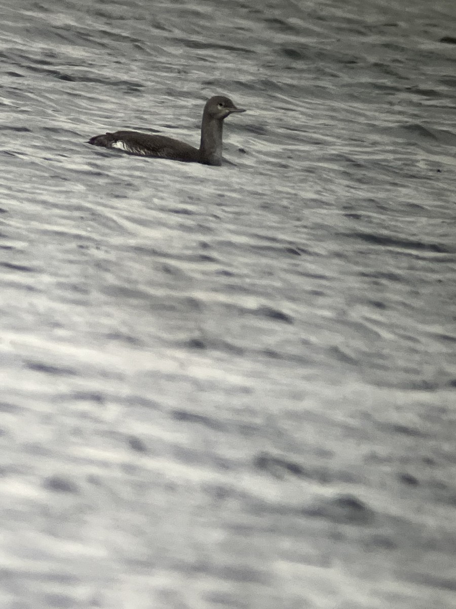 Red-throated Loon - ML611493587
