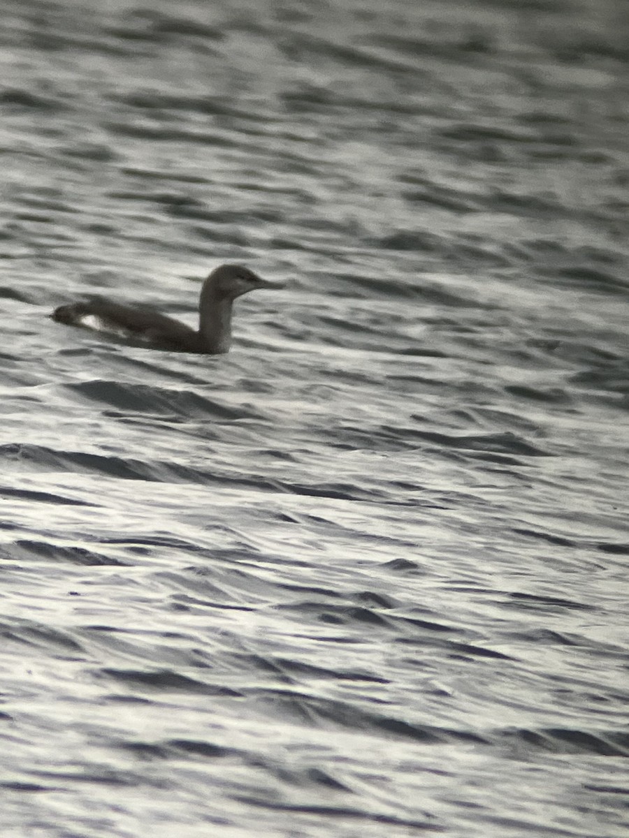 Red-throated Loon - ML611493589