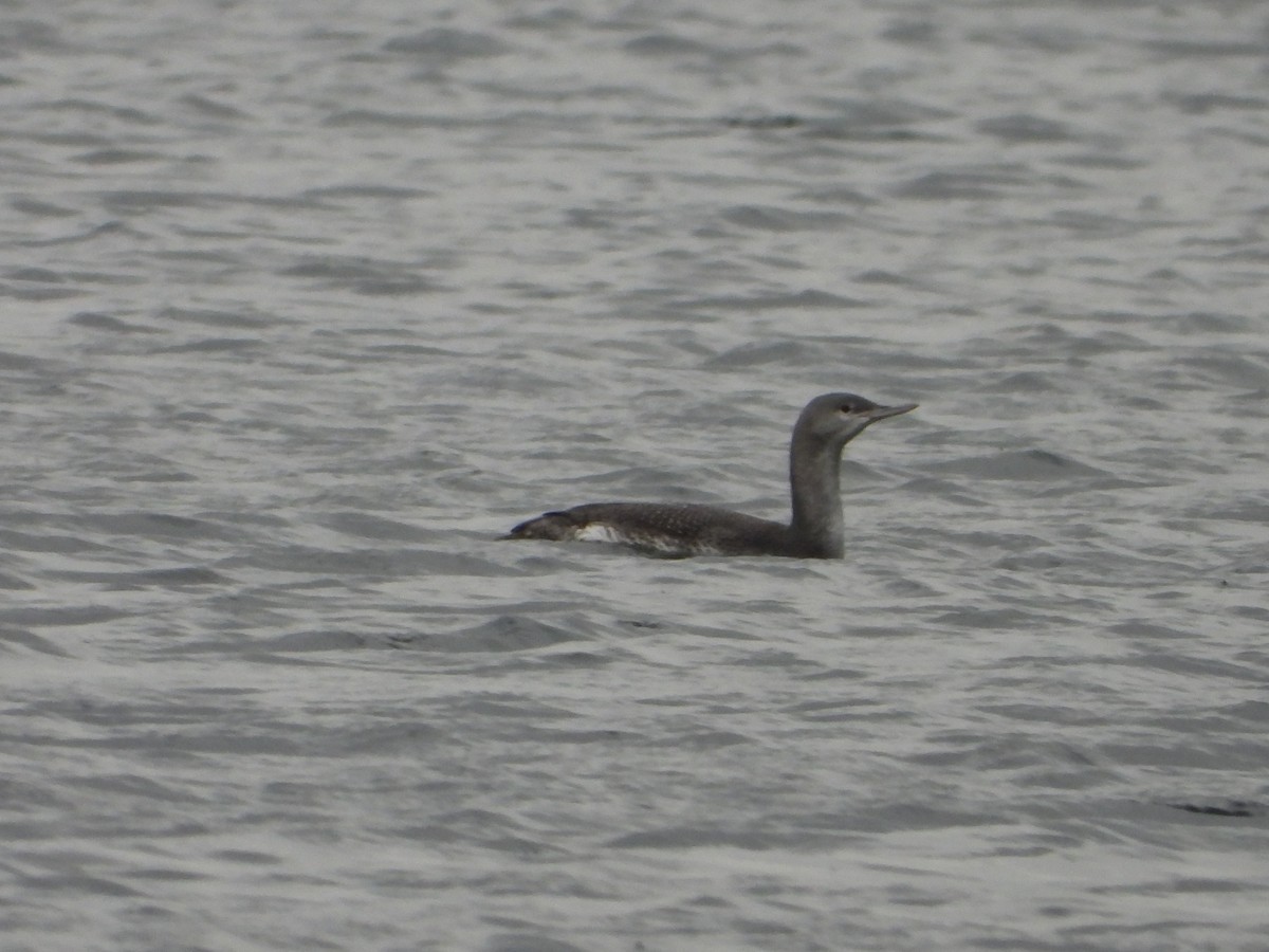 Red-throated Loon - ML611493590