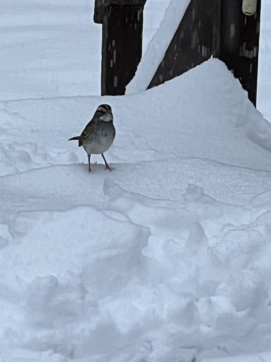 White-throated Sparrow - ML611493598