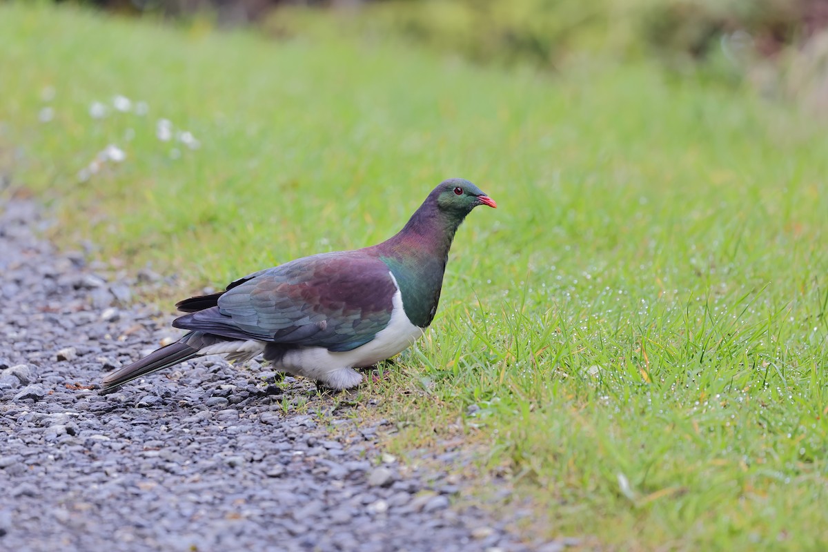 New Zealand Pigeon - ML611493683