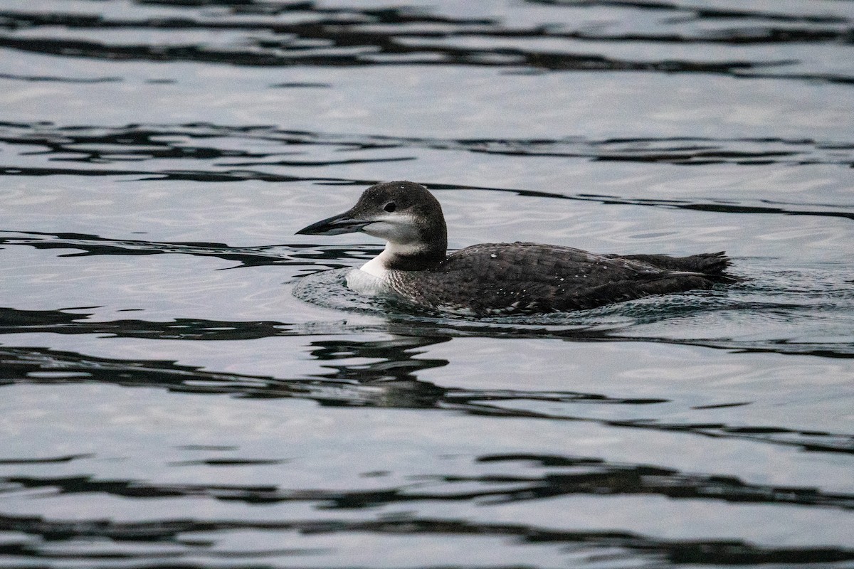 Common Loon - Meena Haribal