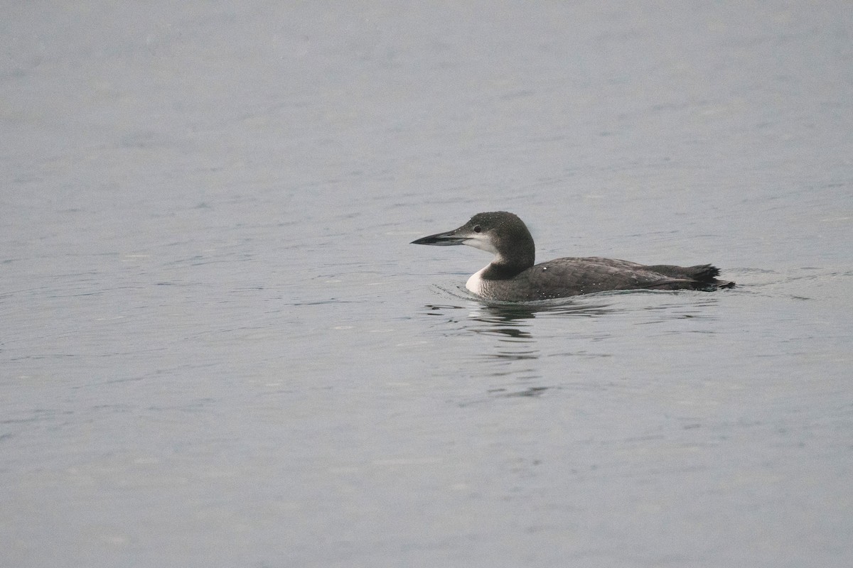 Common Loon - ML611493706