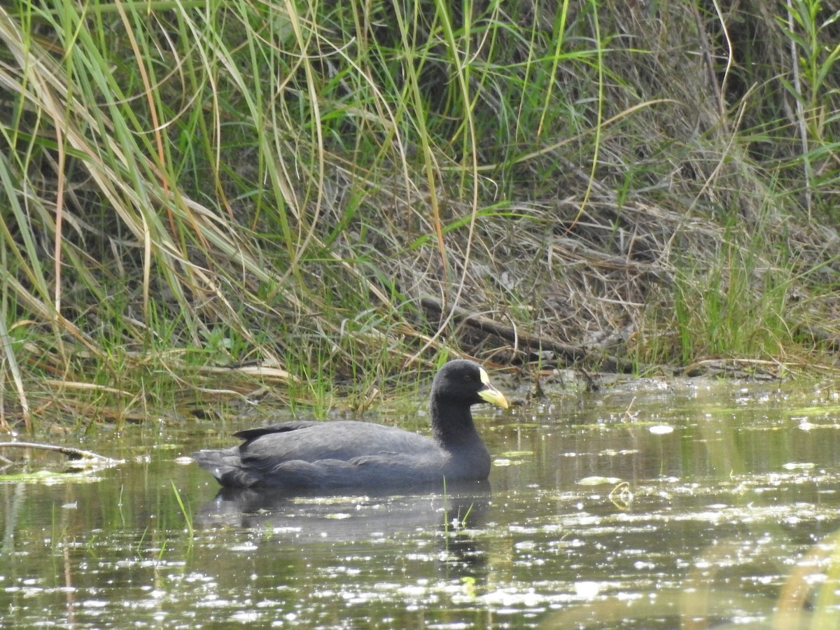 Red-gartered Coot - Claudia Vazquez