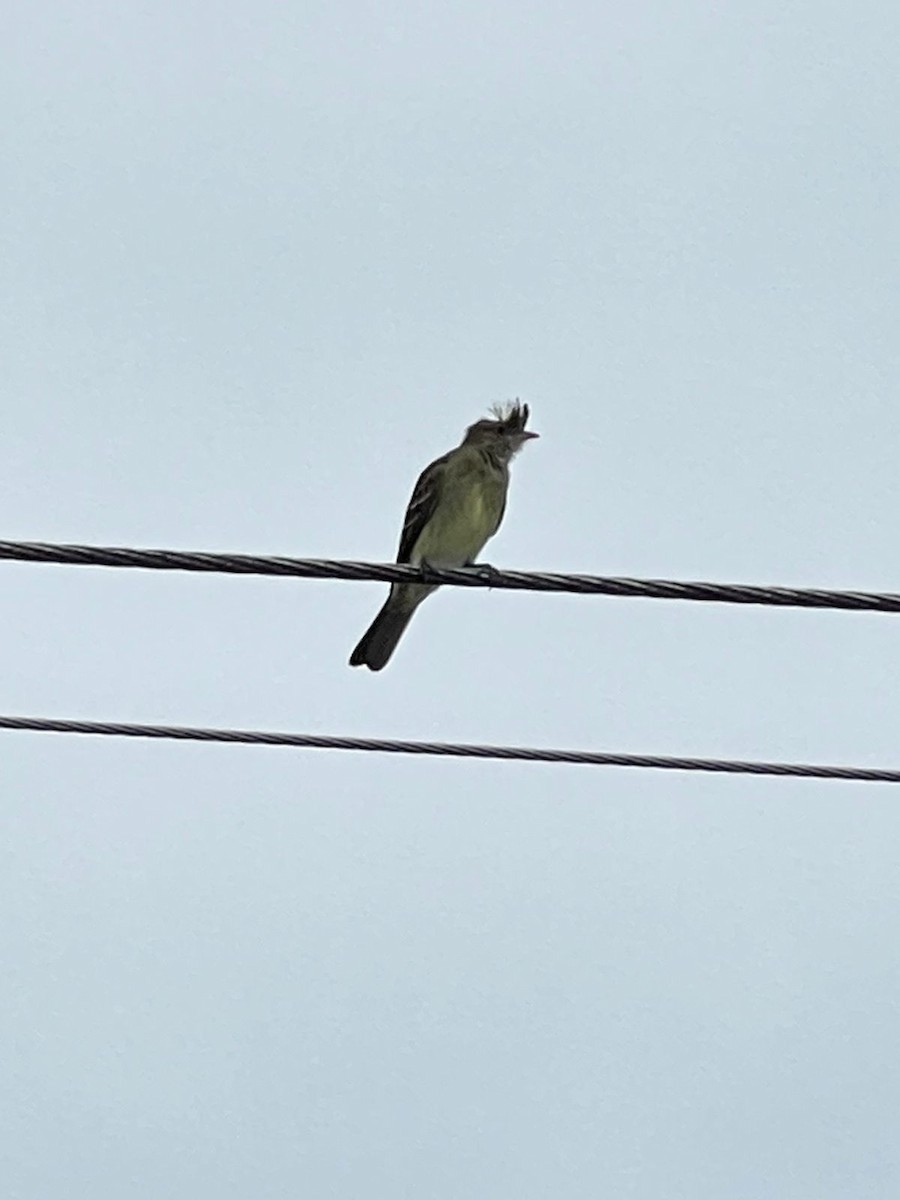 Benekli Elenya - ML611493822