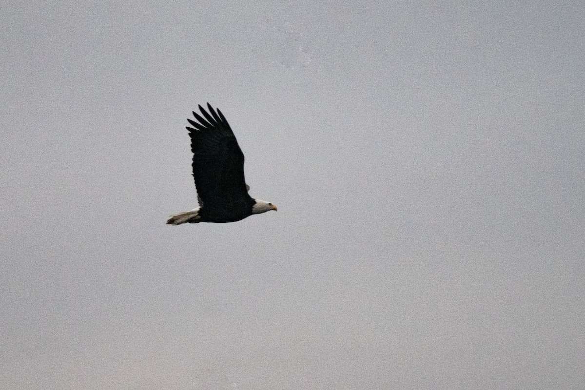 Bald Eagle - Meena Haribal