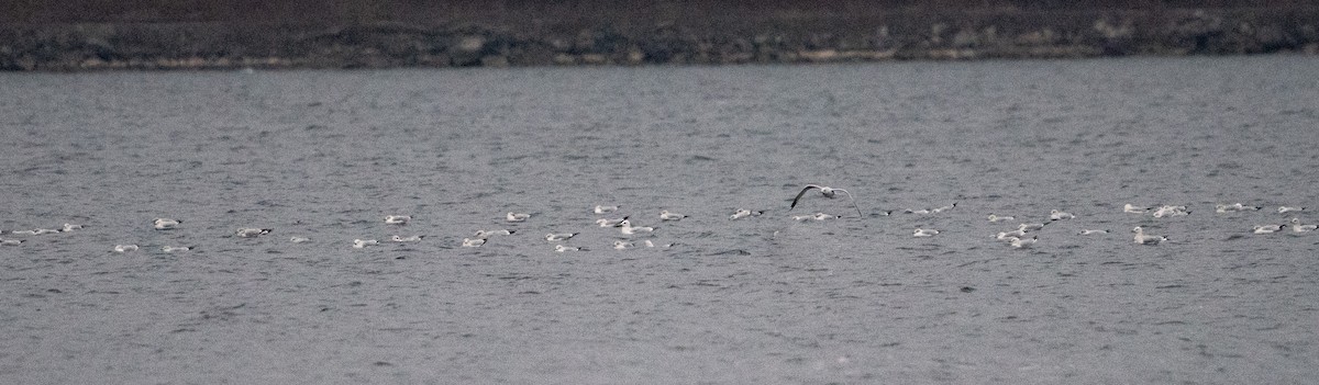 Ring-billed Gull - ML611493833