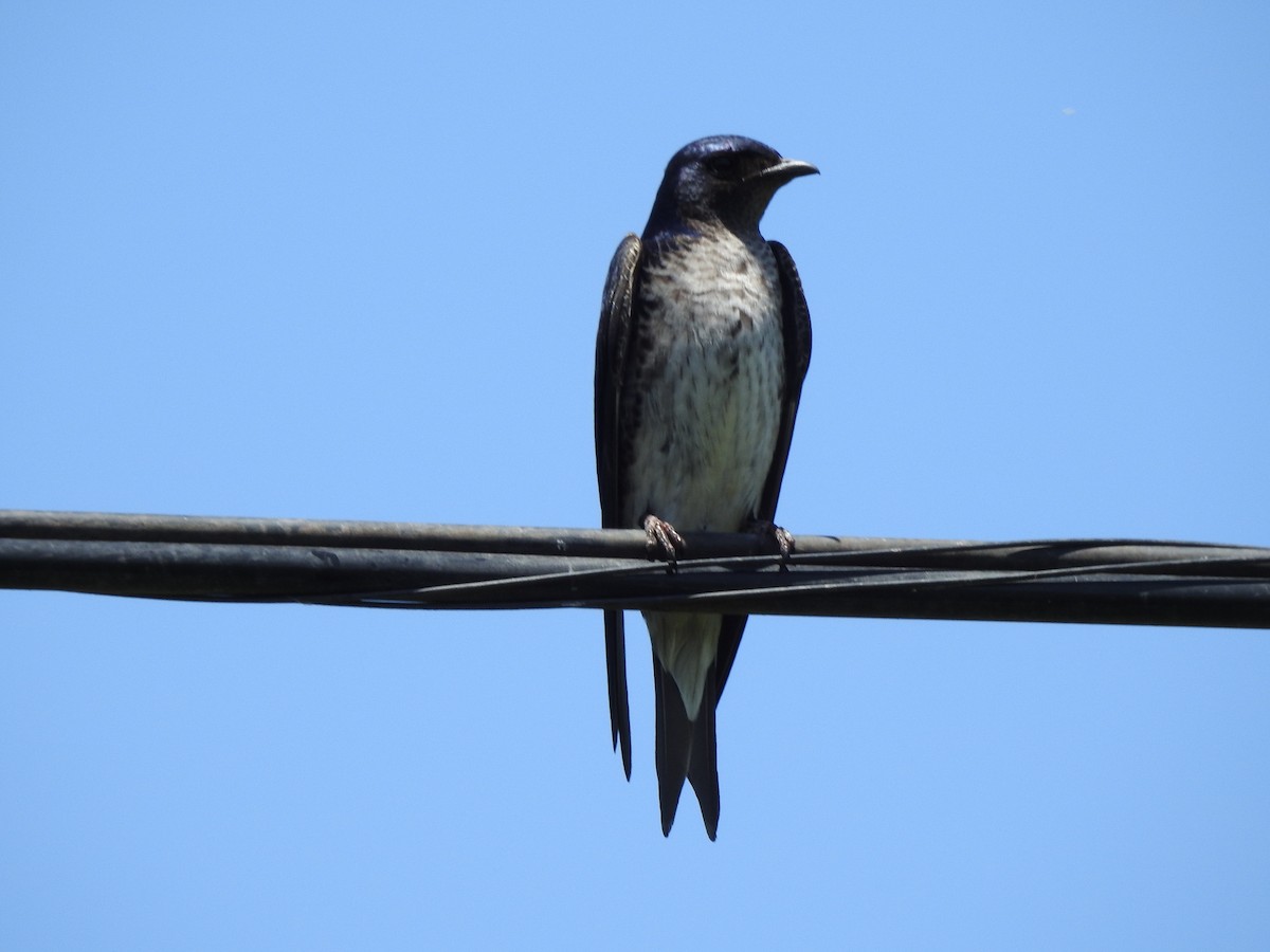 Gray-breasted Martin - Claudia Vazquez