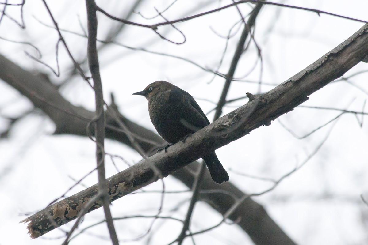 Rusty Blackbird - ML611493916