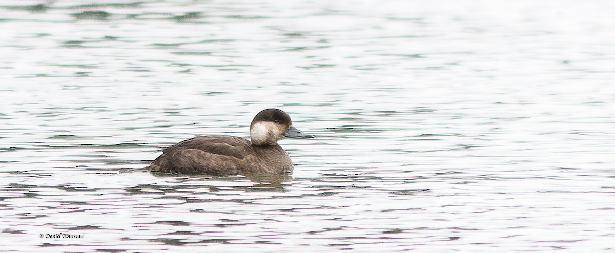 Black Scoter - ML611493993