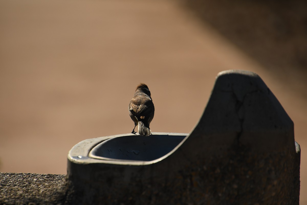 Black-throated Sparrow - ML611494002