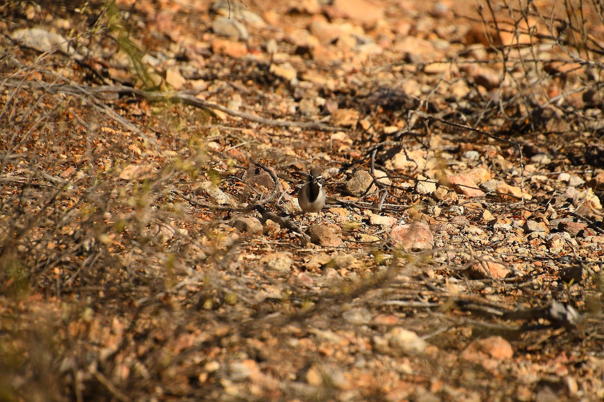 Black-throated Sparrow - ML611494006
