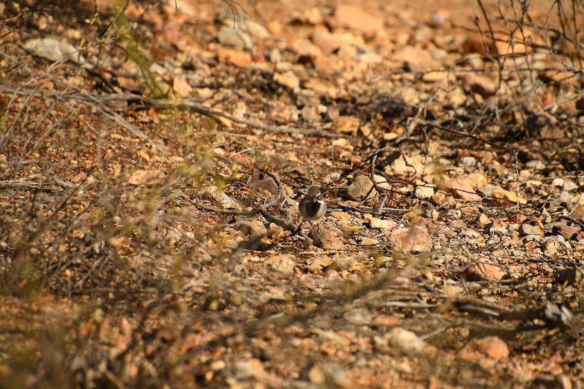 Black-throated Sparrow - ML611494007