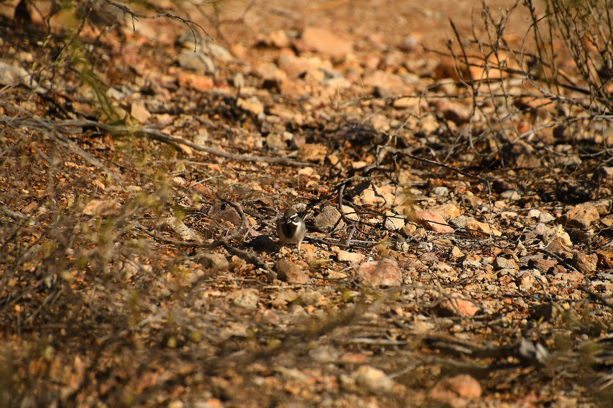 Black-throated Sparrow - ML611494008