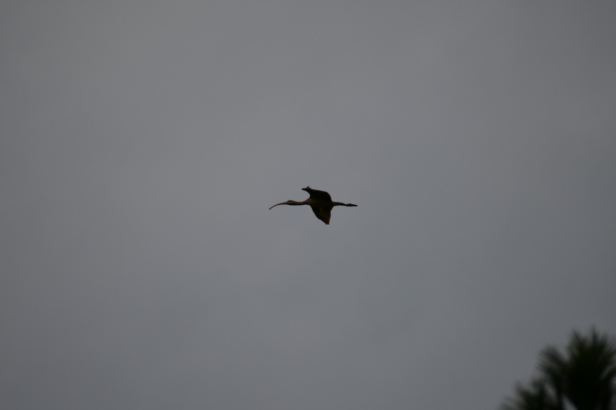 White Ibis - ML611494016