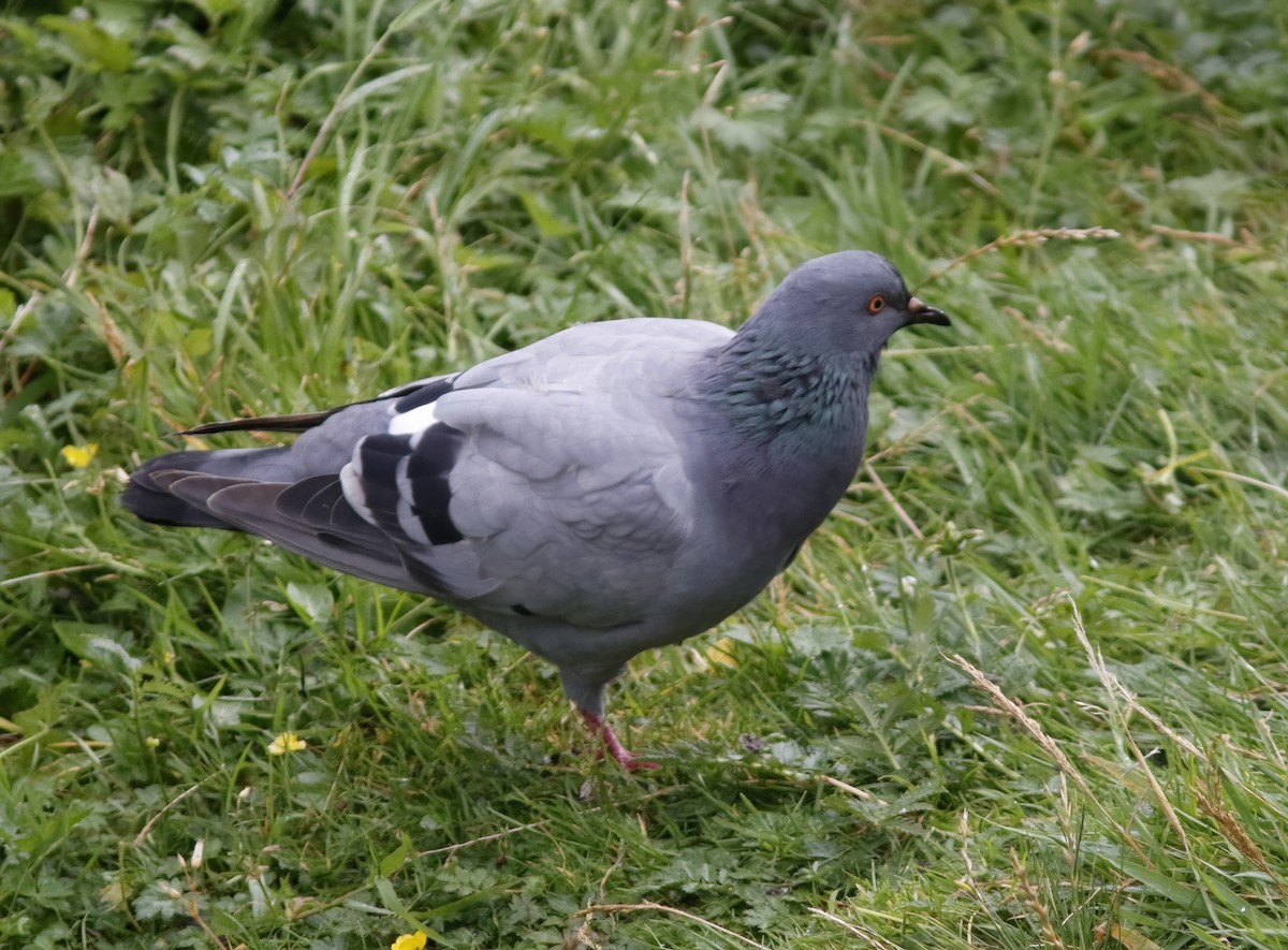 Rock Pigeon (Wild type) - ML611494104